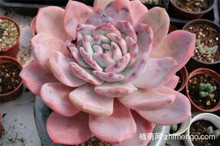 多肉刚种好要浇水吗？刚刚种的的多肉怎么浇水