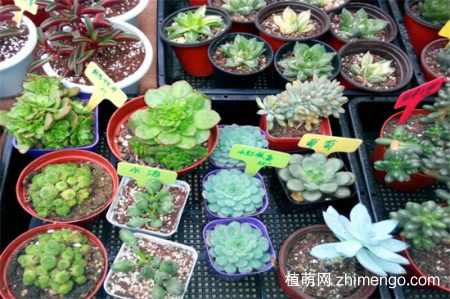 刚种植的多肉需要缴税，种植后需要多久浇水一次