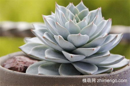 多肉刚种好要浇水吗？刚刚种的的多肉怎么浇水