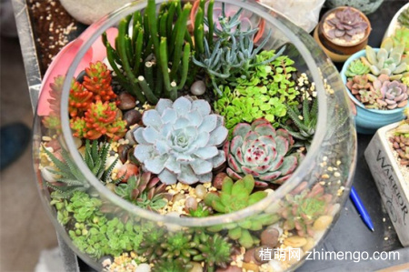 刚种植的多肉需要缴税，种植后需要多久浇水一次