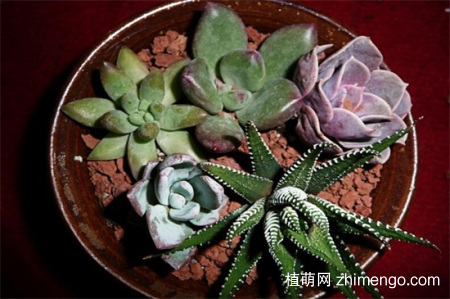 刚种植的多肉需要缴税，种植后需要多久浇水一次