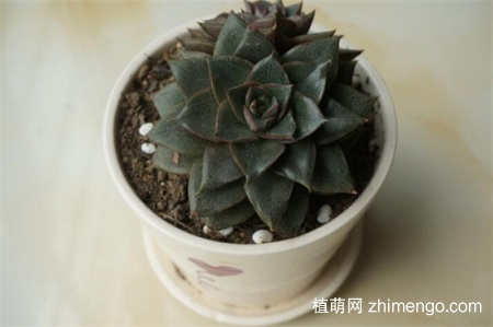 刚种植的多肉需要缴税，种植后需要多久浇水一次