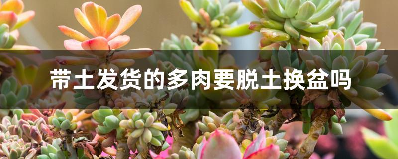 带土发货的多肉要脱土换盆吗