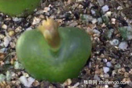 生石花毛汉尼怎么养，毛汉尼的养殖方法