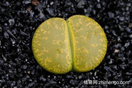 生石花毛汉尼怎么养，毛汉尼的养殖方法