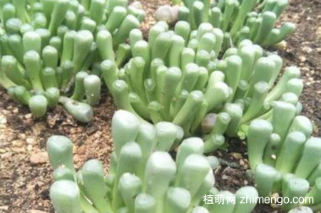 五十铃玉好养吗？五十铃玉的养殖方法