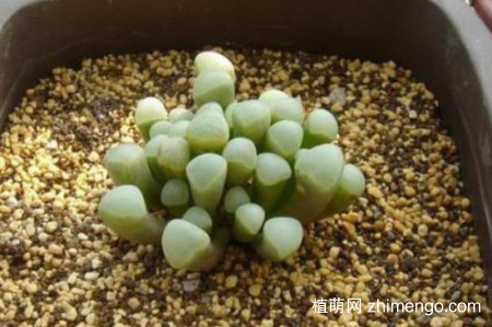 五十铃玉好养吗？五十铃玉的养殖方法
