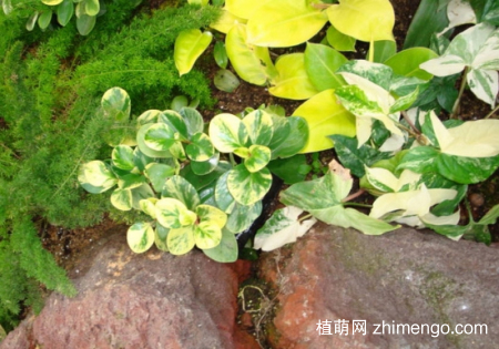 乳纹椒草怎么养，乳纹椒草的养殖方法