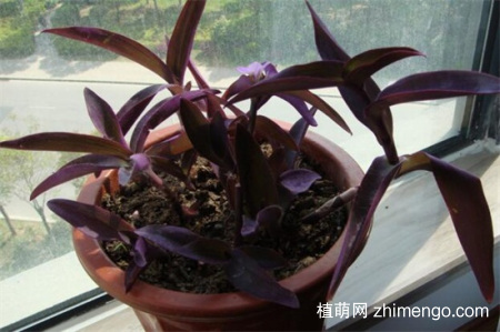 紫鸭跖草怎么养比较好，紫鸭跖草的养殖方法