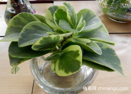 乳纹椒草怎么养，乳纹椒草的养殖方法
