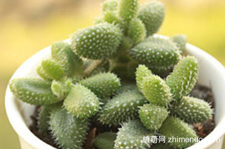 雷童好养吗？雷童的养殖方法