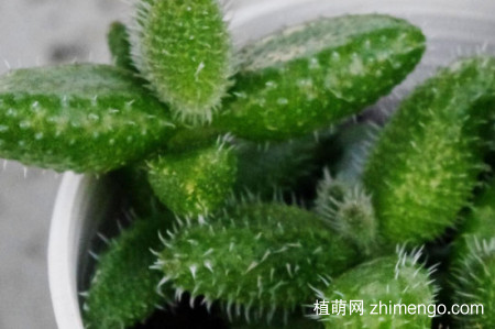 雷童好养吗？雷童的养殖方法