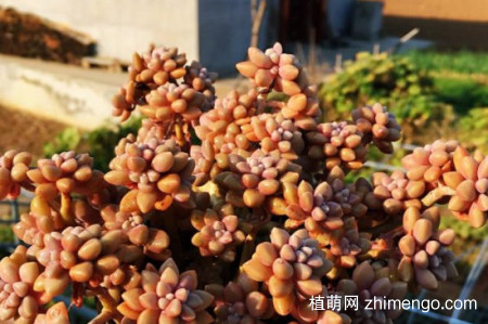 姬秋丽多肉怎么养爆盆，姬秋丽爆盆技巧方法