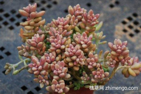姬秋丽多肉怎么养爆盆，姬秋丽爆盆技巧方法