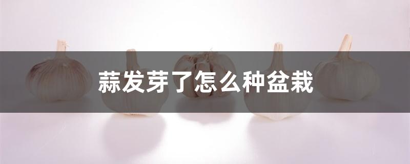 蒜发芽了怎么种盆栽