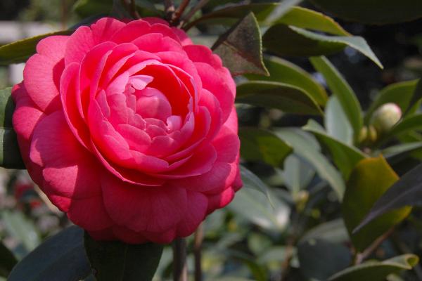 盆栽茶花怎么浇水 茶花怎么施肥