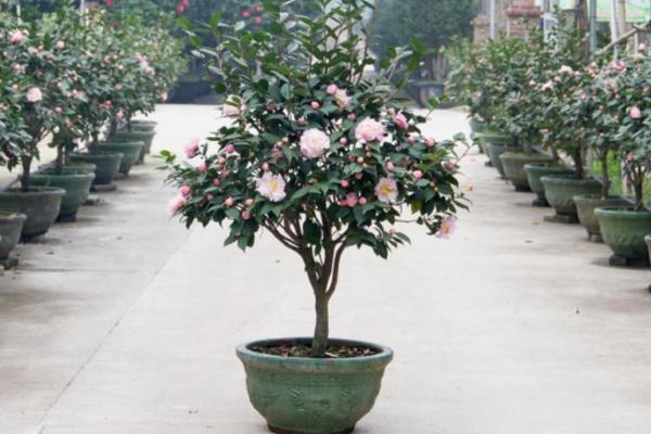 盆栽茶花怎么浇水 茶花怎么施肥