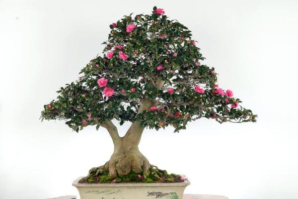 盆栽茶花怎么浇水 茶花怎么施肥