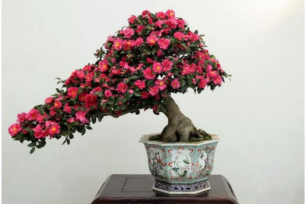 盆栽茶花怎么浇水 茶花怎么施肥