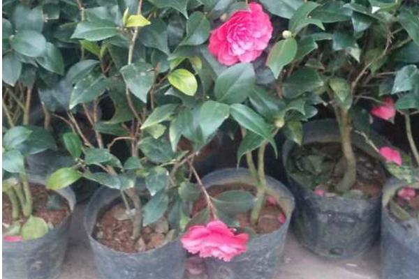 盆栽茶花怎么浇水 茶花怎么施肥