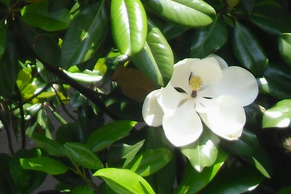 白兰花什么时候剪枝 白兰花繁殖方法
