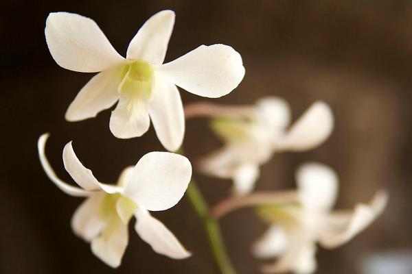 白兰花什么时候剪枝 白兰花繁殖方法
