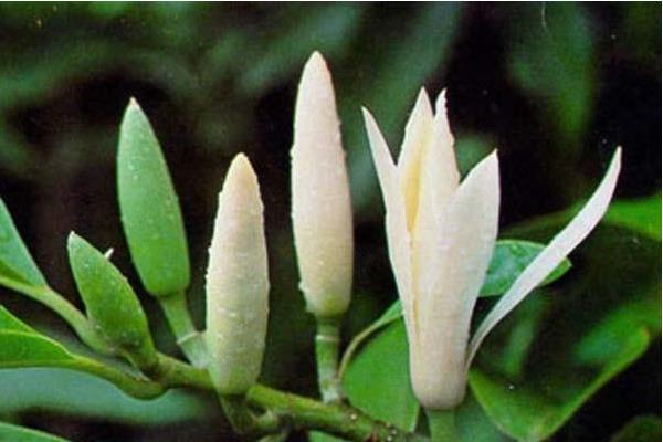 白兰花什么时候剪枝 白兰花繁殖方法