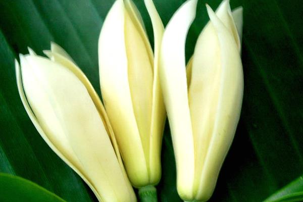 白兰花什么时候剪枝 白兰花繁殖方法