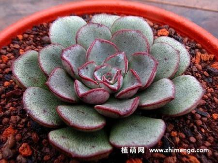 摩氏玉莲多肉简介,养殖方法