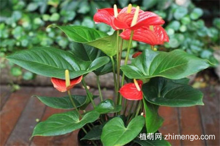 红掌怎么养才能更旺盛，红掌旺盛养护方法
