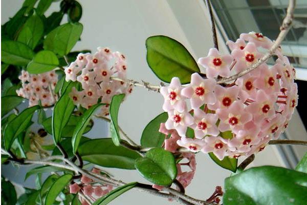 球兰花怎么浇水 球兰怎么施肥