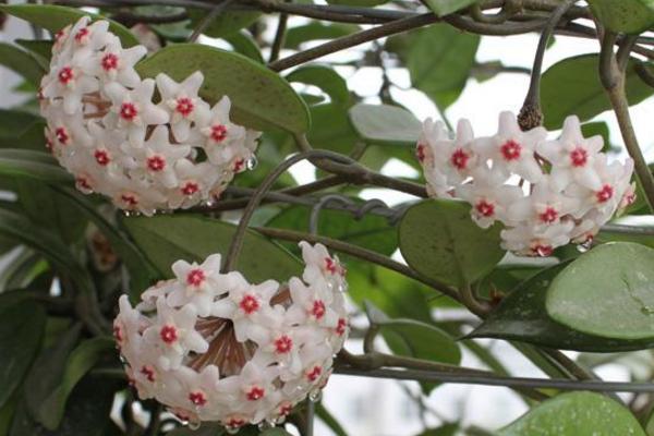 球兰花怎么浇水 球兰怎么施肥