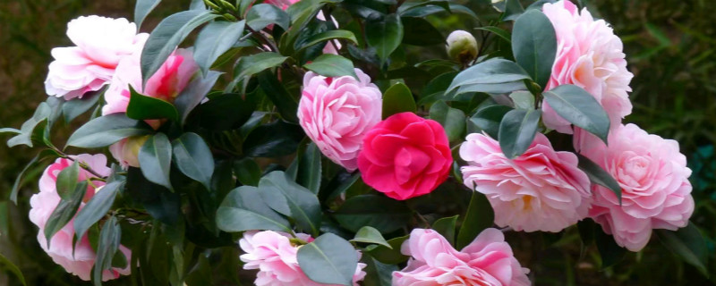 茶花浇水方法，盆栽山茶花浇什么水好