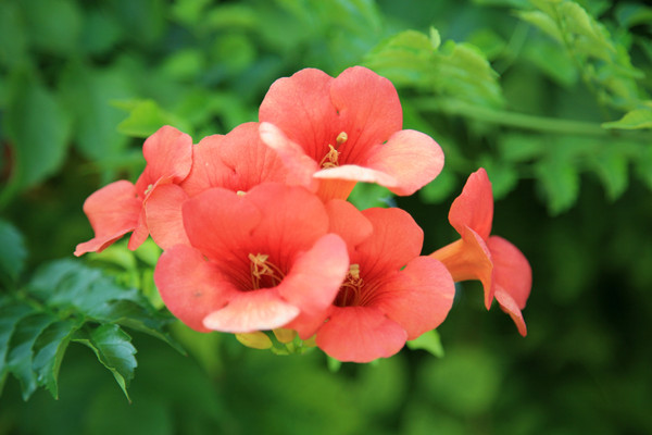 橄榄花的养殖方法,橄榄花怎么养