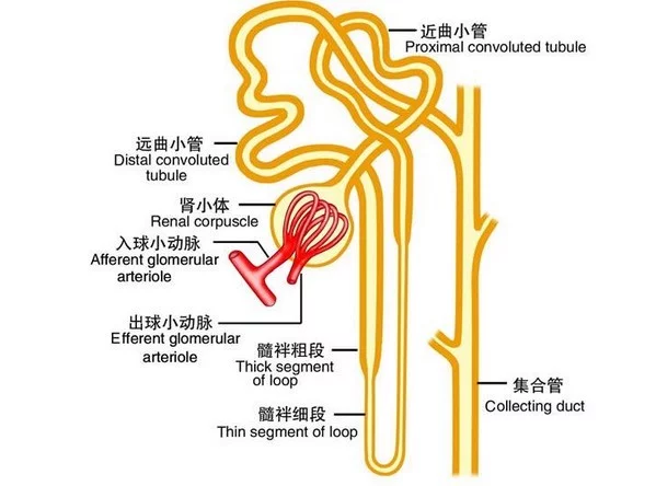 肾小管