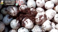 解密广安盐皮蛋的制作工艺