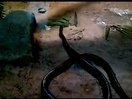 灰鼠蛇