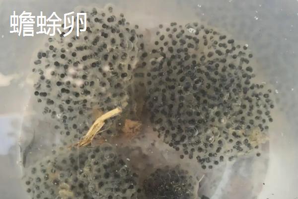 青蛙卵和蟾蜍卵的区别