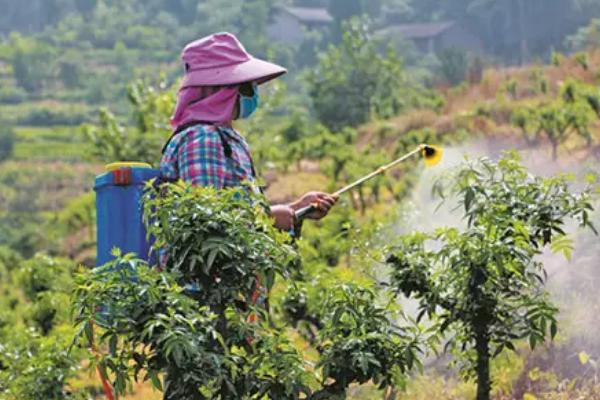 花椒树首次打药用什么药物