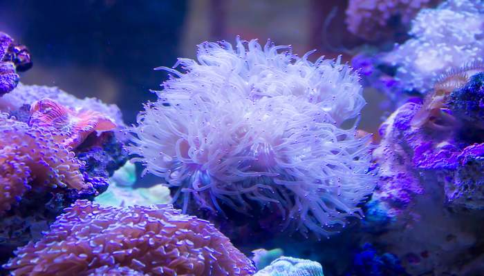 世界上最大的水族馆 乔治亚水族馆的作用