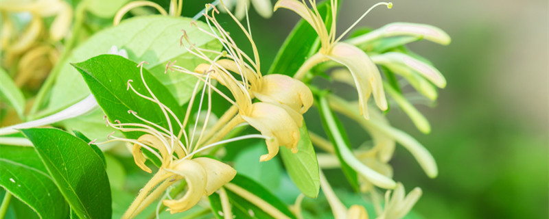 山银花与金银花区别