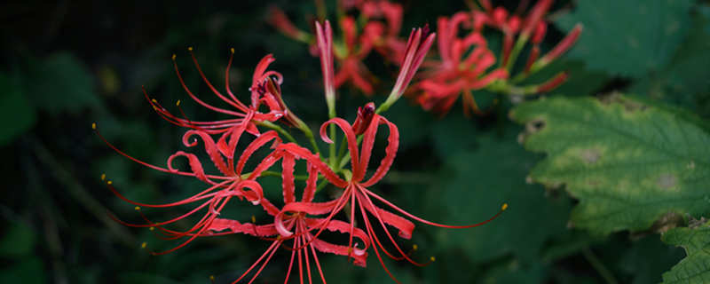冥界四花都有哪四种花