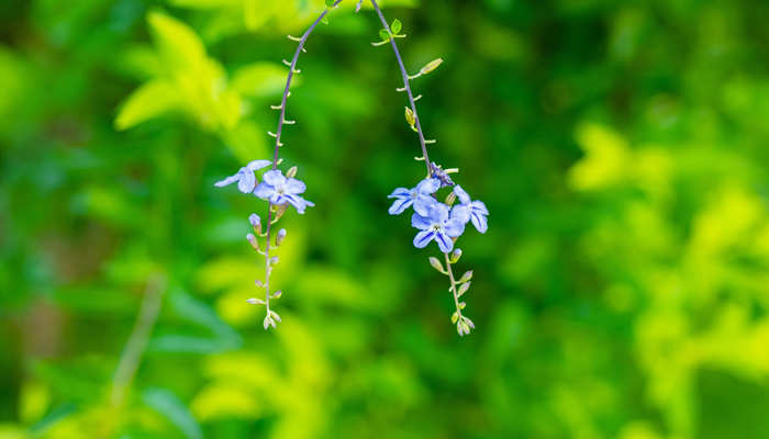 冥界四花都有哪四种花