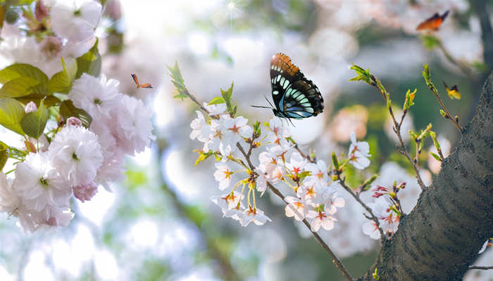 冥界四花都有哪四种花