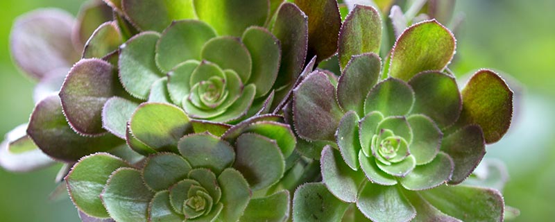 多肉植物波露怎么养才长得好 多肉植物波露养殖技巧