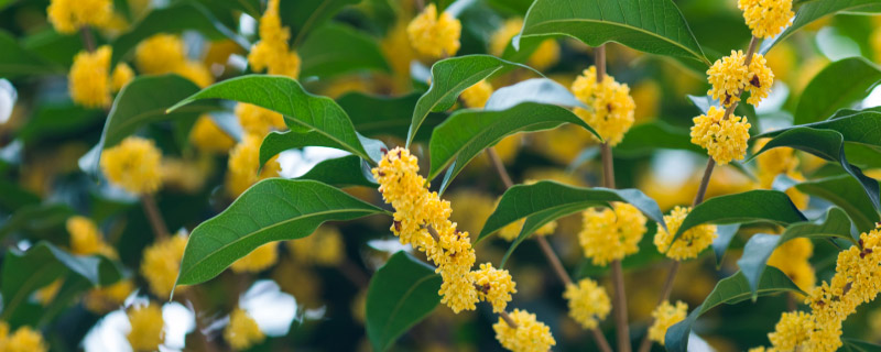 如何才能把桂花养好 桂花怎么养殖