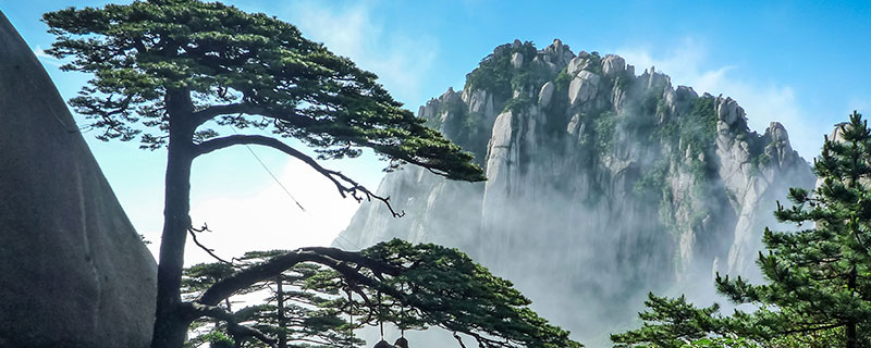 黄山的迎客松在前山还是在后山 迎客松在黄山哪个位置