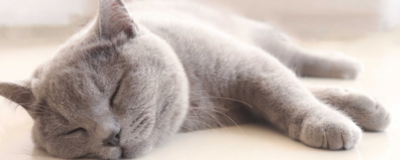 埃及猫是什么梗 埃及猫是猫咪品种吗